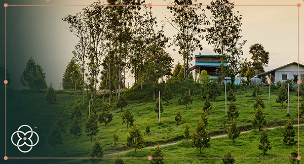 Learn more about our stage of plantation practices.