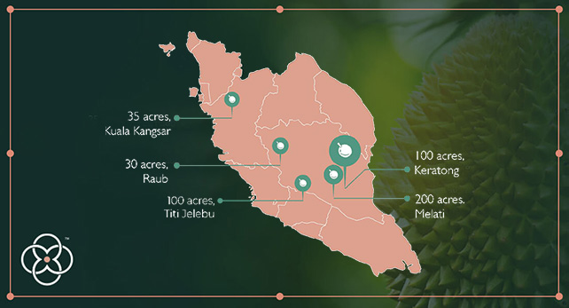 We manage durian plantations that cover 365 acres, out of which 65 acres are mature plantations.